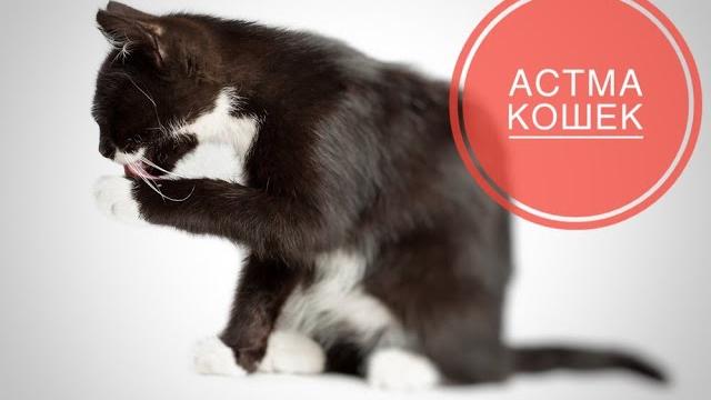 Астма у кошек Астма у кошек