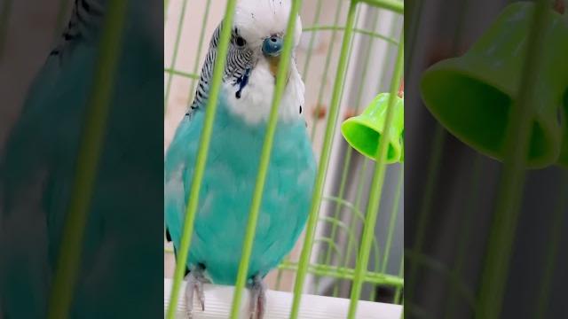 Общение волнистого попугая #funnyvideo#приколы#funnyanimals#parrottalking#говорящийпопугай Общение волнистого попугая #funnyvideo#приколы#funnyanimals#parrottalking#говорящийпопугай