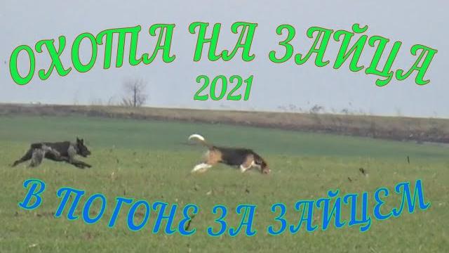 ОХОТА НА ЗАЙЦА 2021. Нашли отличное место ОХОТА НА ЗАЙЦА 2021. Нашли отличное место