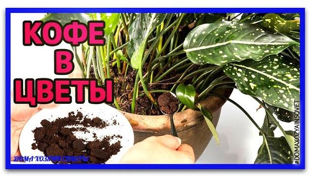 Кофейная гуща удобрение для растений. Кофе для полива растений.Кофейная гуща от вредителей. Кофейная гуща удобрение для растений. Кофе для полива растений.Кофейная гуща от вредителей.