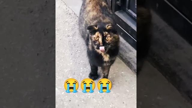он самый красивый кот в мире он самый красивый кот в мире