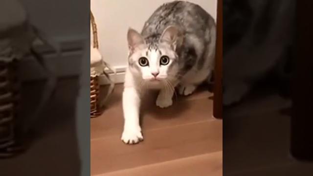 Молоко поставь! Оригинал мема про наглого говорящего кота, покорившего интернет #кот #озвучка Молоко поставь! Оригинал мема про наглого говорящего кота, покорившего интернет #кот #озвучка