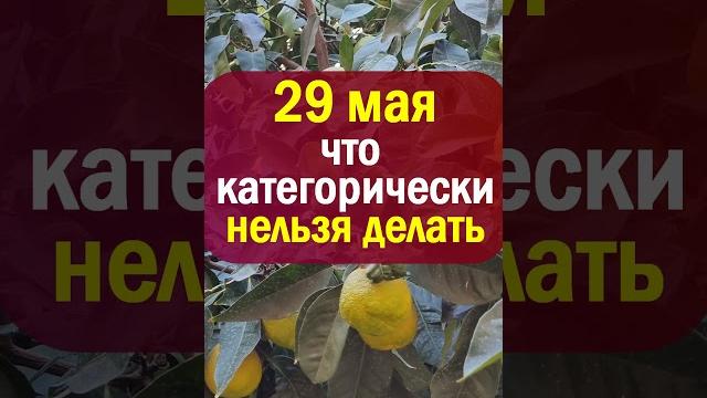 29 мая народный праздник день Федора Житника. Что нельзя делать. Народные приметы, традиции обряды 29 мая народный праздник день Федора Житника. Что нельзя делать. Народные приметы, традиции обряды