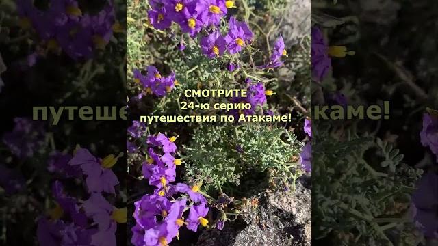 ПАСЛЕН ПУСТЫНИ АТАКАМА #пустыня #Атакама #Чили #кактусы #природа #путешествие #плато #поход #паслен ПАСЛЕН ПУСТЫНИ АТАКАМА #пустыня #Атакама #Чили #кактусы #природа #путешествие #плато #поход #паслен