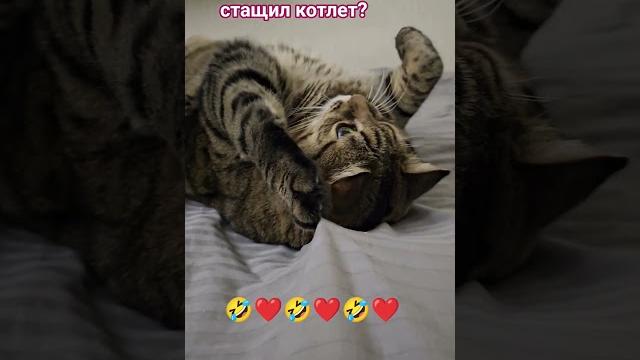 Четыре #cat #кот #юмор #приколы Четыре #cat #кот #юмор #приколы