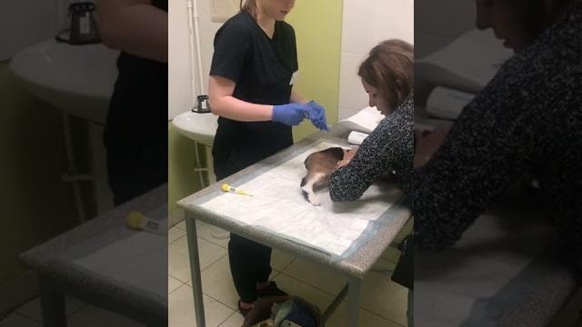 Вакцинация для кошки Вакцинация для кошки