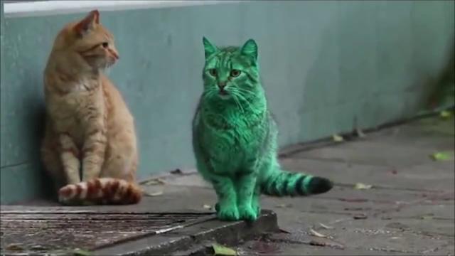 САМЫЕ СМЕШНЫЕ КОШКИ В МИРЕ, ДО СЛЁЗ! САМЫЕ СМЕШНЫЕ КОШКИ В МИРЕ, ДО СЛЁЗ!