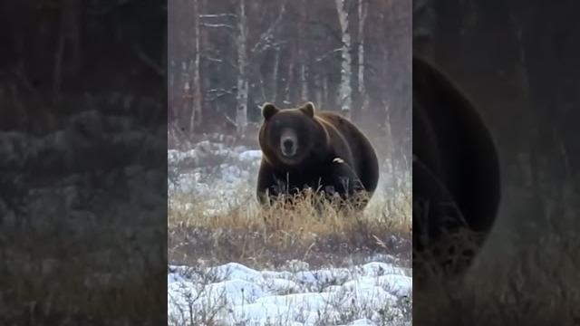Огромный медведь бежит на охотников Огромный медведь бежит на охотников