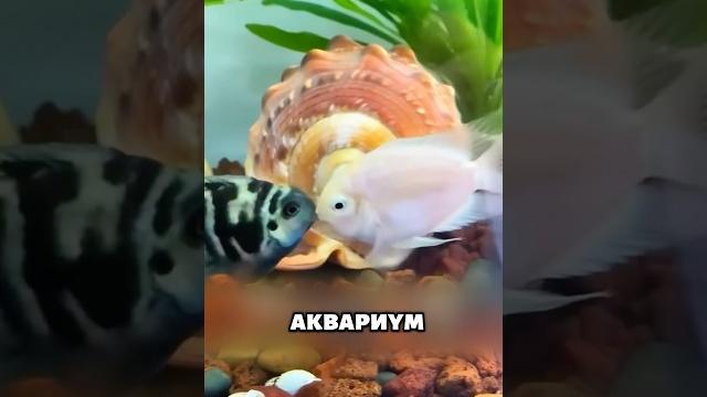 Удивительная рыбная любовь #животные #милыеживотные Удивительная рыбная любовь #животные #милыеживотные