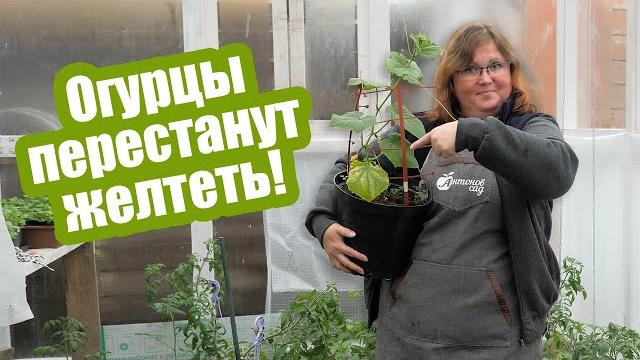 6 причин, почему ЖЕЛТЕЮТ ЛИСТЬЯ ОГУРЦОВ 6 причин, почему ЖЕЛТЕЮТ ЛИСТЬЯ ОГУРЦОВ
