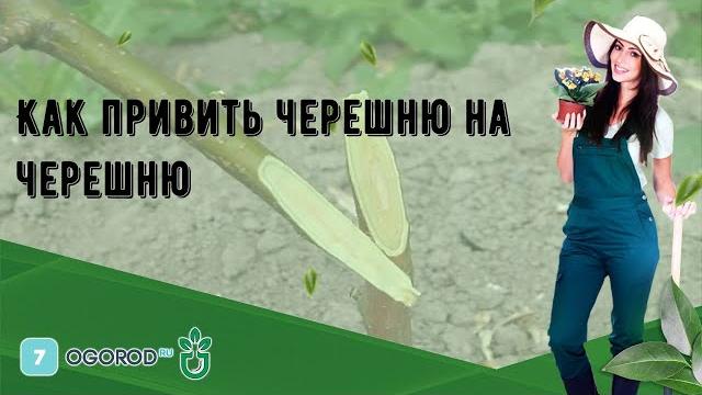 Как привить черешню на черешню Как привить черешню на черешню