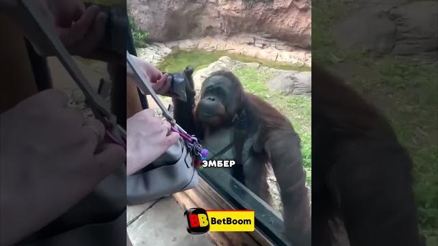 Невероятно Умная Обезьяна Невероятно Умная Обезьяна