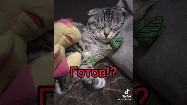 Самые страшные фразы для Алисы Самые страшные фразы для Алисы