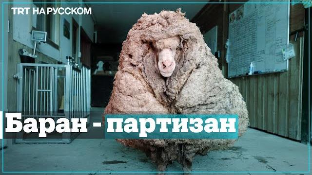 Сбежавший баран вернулся Сбежавший баран вернулся