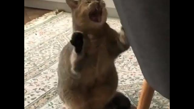 Коты и Кошки - шерстяные молодцы. Посмеялись от души. Смешные видео про кошек. Видео про котов Коты и Кошки - шерстяные молодцы. Посмеялись от души. Смешные видео про кошек. Видео про котов