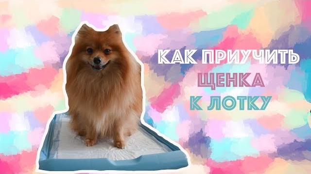 Как приучить щенка к лотку Как приучить щенка к лотку