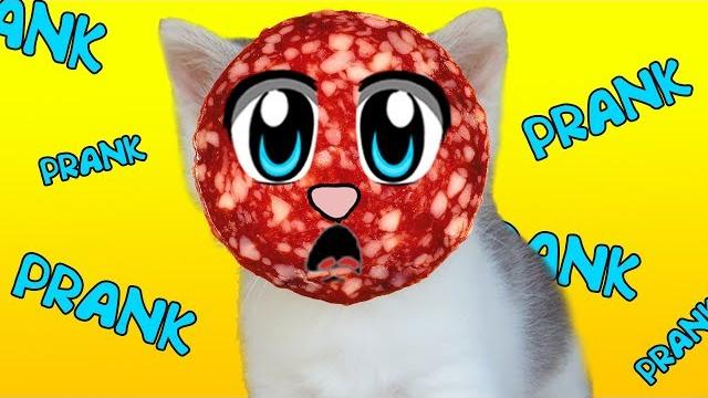СМЕШНЫЕ ПРИКОЛЫ над КОТАМИ ! Кот Малыш и Кошечка Мурка РАЗЫГРАНЫ СМЕШНЫЕ ПРИКОЛЫ над КОТАМИ ! Кот Малыш и Кошечка Мурка РАЗЫГРАНЫ