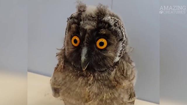 Сова - Смешные Совы/Приколы с Птицами - Funny Owls Сова - Смешные Совы/Приколы с Птицами - Funny Owls