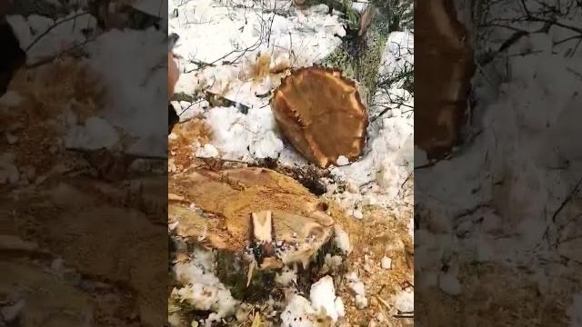 Валка дуба #валкалеса #lesorub Валка дуба #валкалеса #lesorub