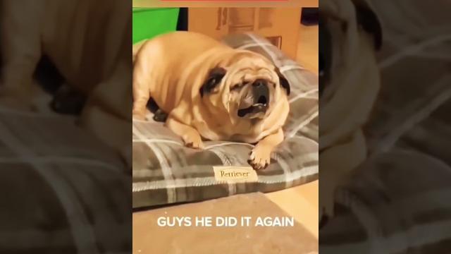 Собаки засыпают за две секунды #собака #dog #dogs #dogshorts #funnydogs #animals #funnycats #cats Собаки засыпают за две секунды #собака #dog #dogs #dogshorts #funnydogs #animals #funnycats #cats