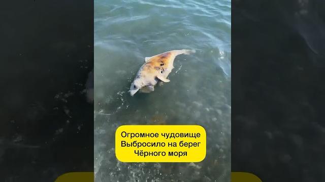 Неизвестное чудовище выбросило на берег Чёрного моря.Кто это?#шок #сочи #лазаревское #черноеморе Неизвестное чудовище выбросило на берег Чёрного моря.Кто это?#шок #сочи #лазаревское #черноеморе