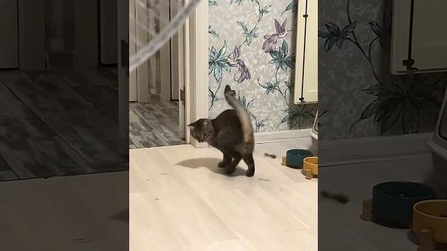 Смешной кот создал новую игрушку #котики Смешной кот создал новую игрушку #котики