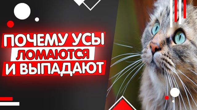 Почему у кошки выпадают и ломаются усы Почему у кошки выпадают и ломаются усы