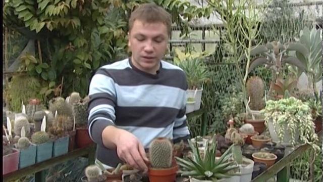 Миф о кактусах возле компьютера Миф о кактусах возле компьютера