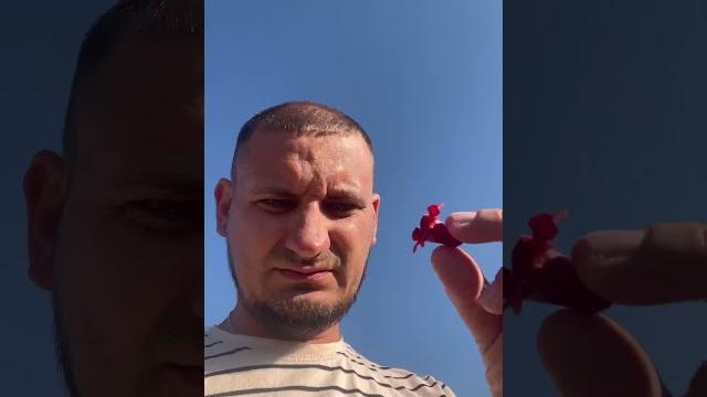 Как цветёт гранат?! Как цветёт гранат?!