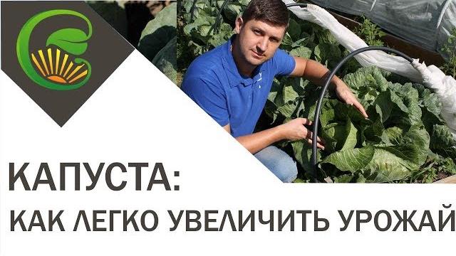 Как легко увеличить урожай капусты Как легко увеличить урожай капусты