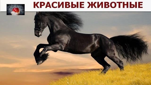 Самые красивые ЖИВОТНЫЕ на Планете Самые красивые ЖИВОТНЫЕ на Планете
