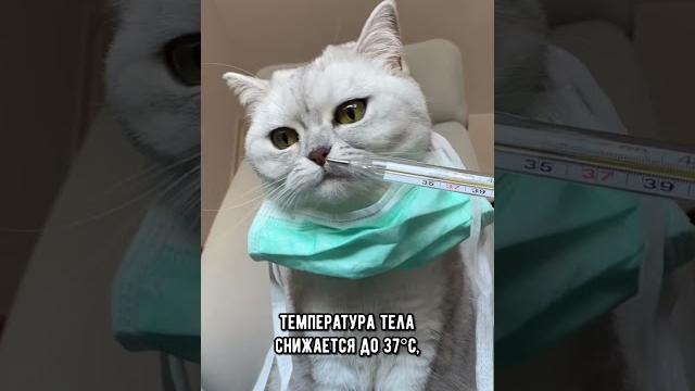 Как понять, что котика скоро не станет #кот #кошка #short Как понять, что котика скоро не станет #кот #кошка #short