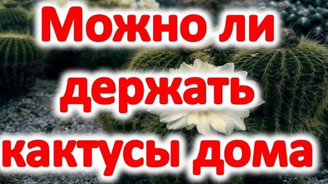 Можно ли держать кактусы дома? приметы о кактусах Можно ли держать кактусы дома? приметы о кактусах