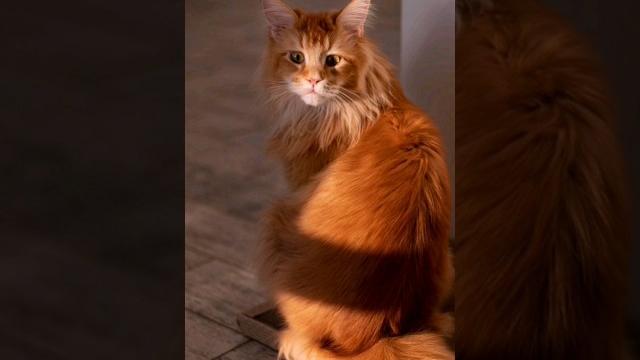 для чего котам усы?#animals# для чего котам усы?#animals#