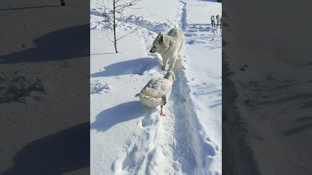 Непобедимый гусь Непобедимый гусь