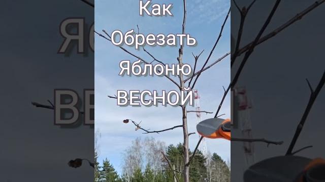 ОБРЕЗКА ЯБЛОНИ ВЕСНОЙ ОБРЕЗКА ЯБЛОНИ ВЕСНОЙ