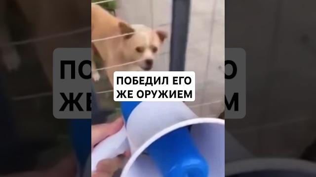 собакен в шоке #угар #ржака #приколы #рофл собакен в шоке #угар #ржака #приколы #рофл