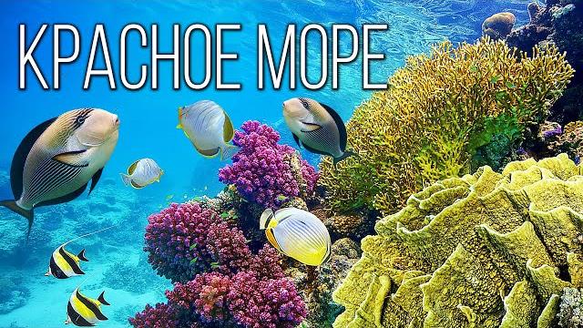 Красное море: Самое живое и чистое море планеты Земля | Интересные факты про Красное море Красное море: Самое живое и чистое море планеты Земля | Интересные факты про Красное море