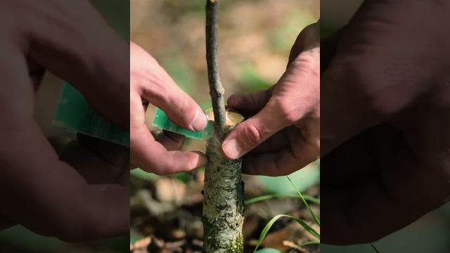 Boost your garden with these grafting techniques Boost your garden with these grafting techniques