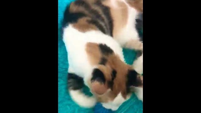 Единственный в мире малыш котопёс Единственный в мире малыш котопёс